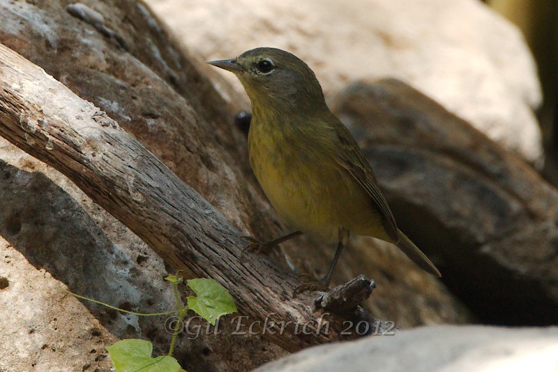 Orange-crowned Warbler 2012-05-05_1.jpg